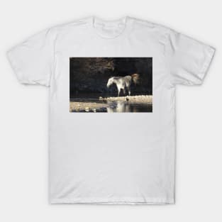 Wild Horses, Salt River, Arizona T-Shirt